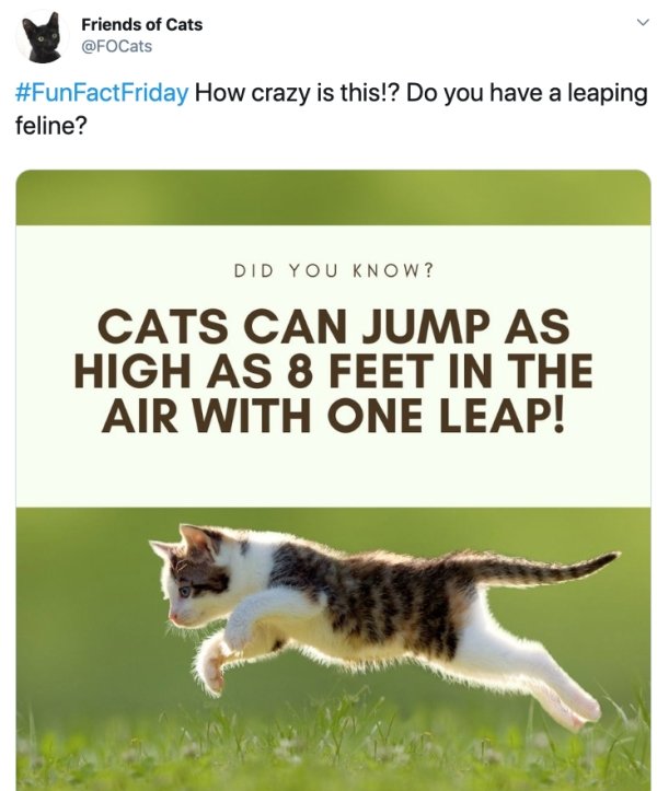 Friends of Cats How crazy is this!? Do you have a leaping feline? Did You Know? Cats Can Jump As High As 8 Feet In The Air With One Leap!