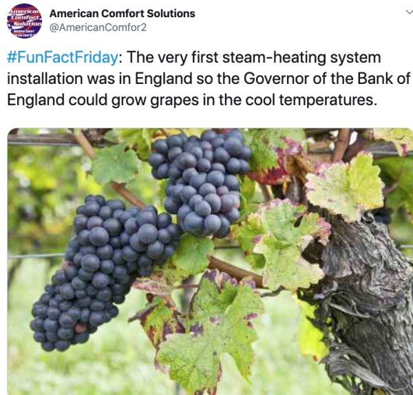 grape - American American Comfort Solutions Comfort Seluar Comfor2 The very first steamheating system installation was in England so the Governor of the Bank of England could grow grapes in the cool temperatures.