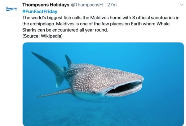 marine biology - Thompson Thompsons Holidays . 27m The world's biggest fish calls the Maldives home with 3 official sanctuaries in the archipelago. Maldives is one of the few places on Earth where Whale Sharks can be encountered all year round. Source Wik