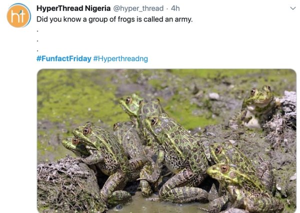 knot of toads - HyperThread Nigeria . 4h Did you know a group of frogs is called an army.