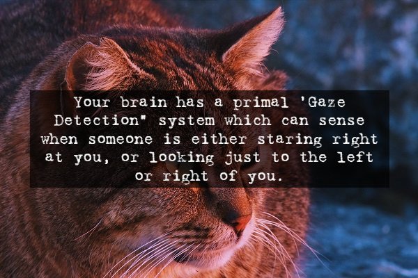 whiskers - Your brain has a primal 'Gaze Detection system which can sense when someone is either staring right at you, or looking just to the left or right of you.