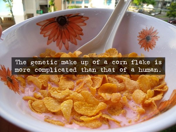 The genetic make up of a corn flake is more complicated than that of a human.