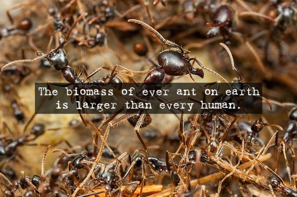 army ant swarm - The biomass of ever ant on earth is larger than every human.