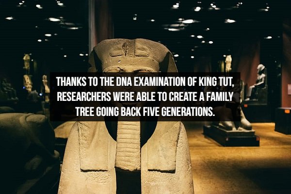 poster - Thanks To The Dna Examination Of King Tut. Researchers Were Able To Create A Family Tree Going Back Five Generations.