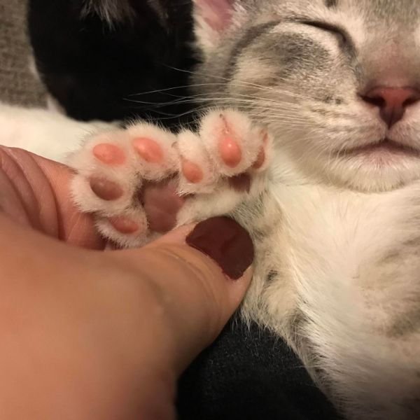 “My new kitten has an extra paw.”