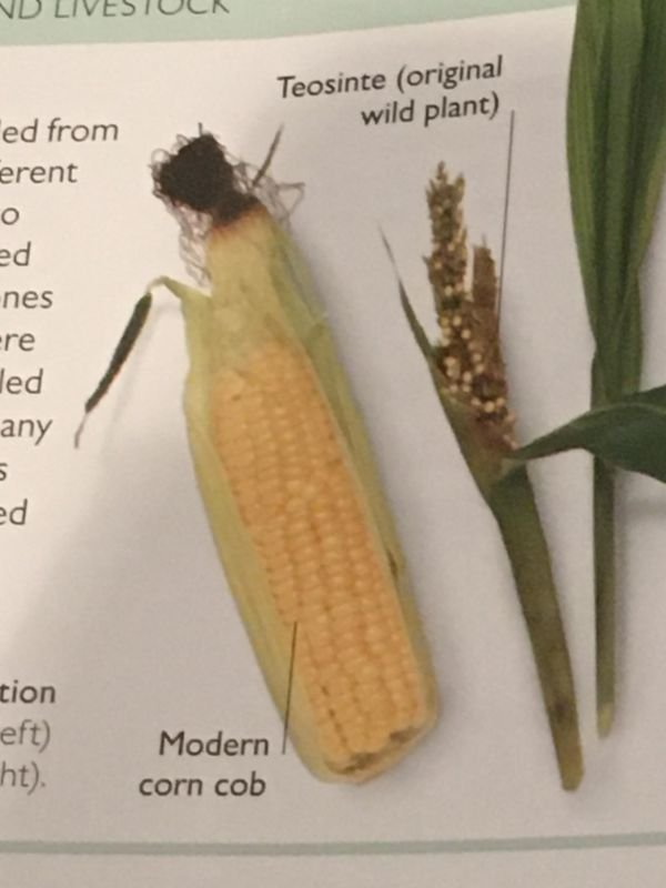“The difference between modern corn and corn before it was domesticated.”