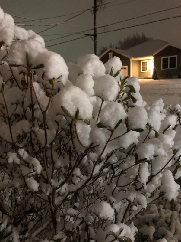 “After a little snowfall, my tree looks like a cotton plant.”