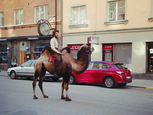 hipster camel - PetSounds Wa