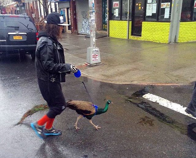 hipster peacock