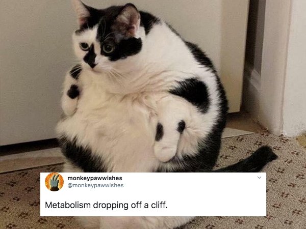 chonky cat meme - monkeypawwishes Metabolism dropping off a cliff.