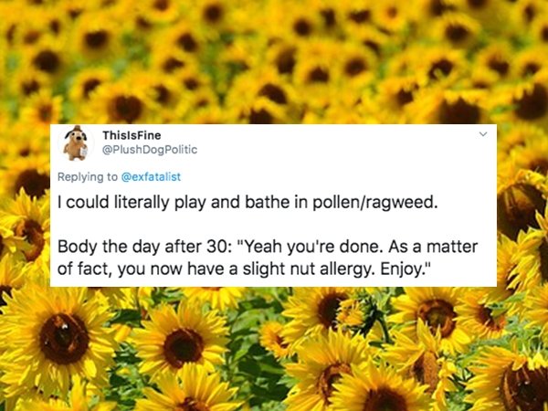 sunflower - ThisIsFine Dog Politic I could literally play and bathe in pollenragweed. Body the day after 30 "Yeah you're done. As a matter of fact, you now have a slight nut allergy. Enjoy."