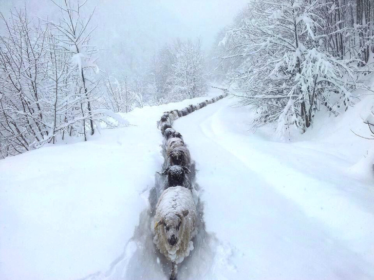 sheep snow - ,