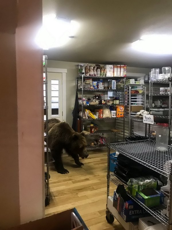 bear in kitchen - Premius Extral