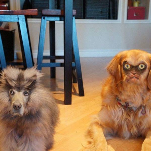 cat and dog face swap