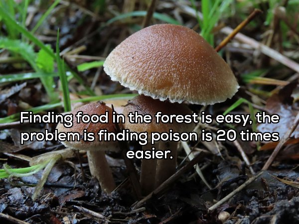 penny bun - Einding food in the forest is easy, the problem is finding poison is 20 times easier.