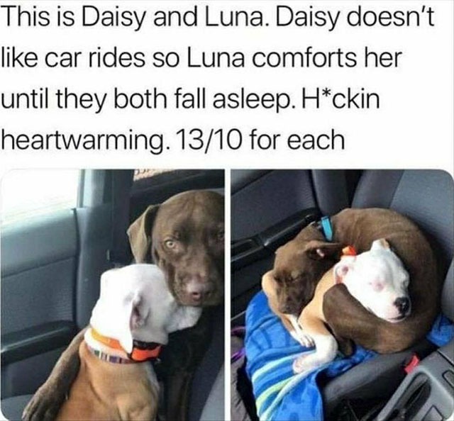 animal memes that will make your day - This is Daisy and Luna. Daisy doesn't car rides so Luna comforts her until they both fall asleep. Hckin heartwarming. 1310 for each
