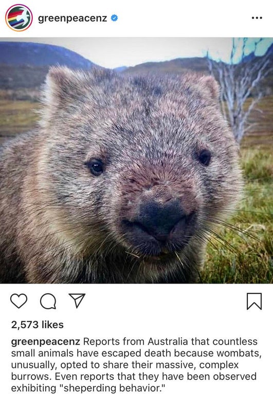 greenpeacenz green ao 2,573 greenpeacenz Reports from Australia that countless small animals have escaped death because wombats, unusually, opted to their massive, complex burrows. Even reports that they have been observed exhibiting "sheperding behavior.