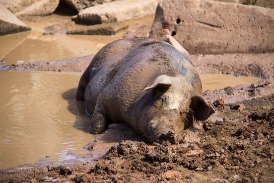 pig playing in mud