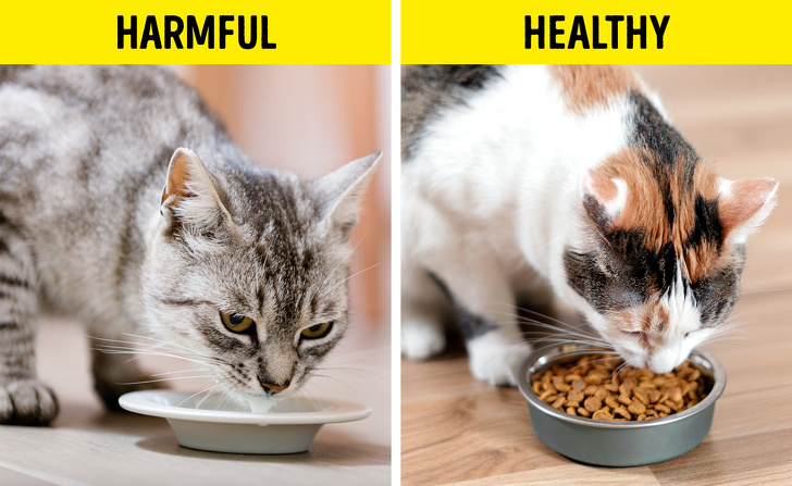 Cat - Harmful Healthy