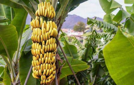 banana crop