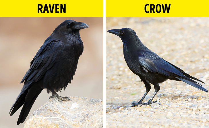 Photograph - Raven Crow