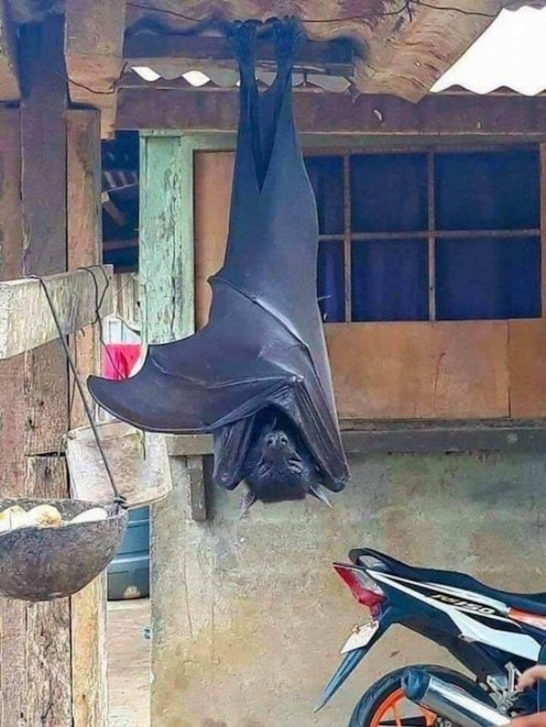 giant golden crowned flying fox in someone's backyard