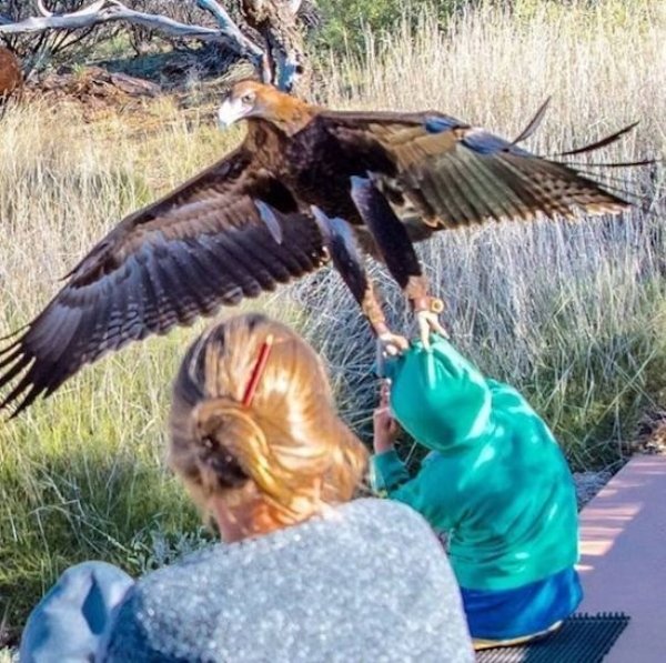 eagle attacks child