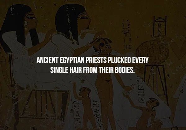 cartoon - He Ancient Egyptian Priests Plucked Every Single Hair From Their Bodies.