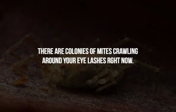 darkness - There Are Colonies Of Mites Crawling Around Your Eye Lashes Rght Now.