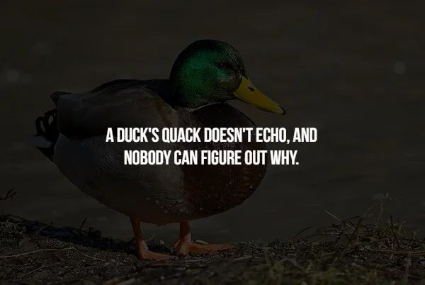 mallard - A Duck'S Quack Doesn'T Echo, And Nobody Can Figure Out Why.