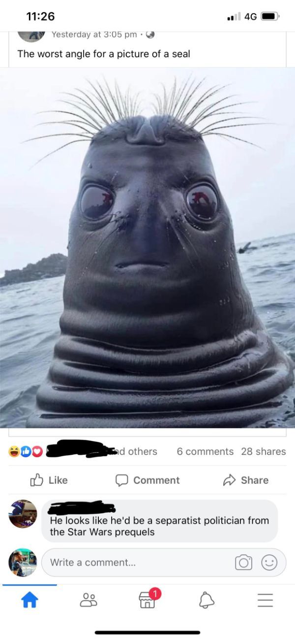 photo caption - 14GO A Yesterday at . The worst angle for a picture of a seal Sand others 6 28 D Comment He looks he'd be a separatist politician from the Star Wars prequels Write a comment... Write a comment... a