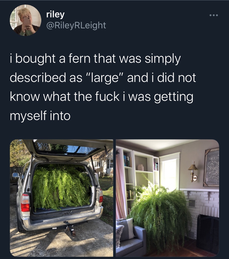 window - riley 'i bought a fern that was simply described as large" and i did not know what the fuck i was getting myself into