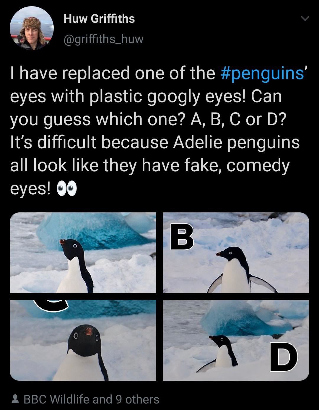 berau coal - Huw Griffiths Thave replaced one of the ' eyes with plastic googly eyes! Can you guess which one? A, B, C or D? It's difficult because Adelie penguins all look they have fake, comedy eyes! 00 Bbc Wildlife and 9 others