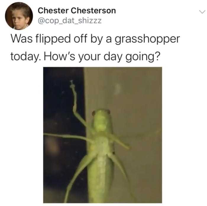 insect - Chester Chesterson Was flipped off by a grasshopper today. How's your day going?