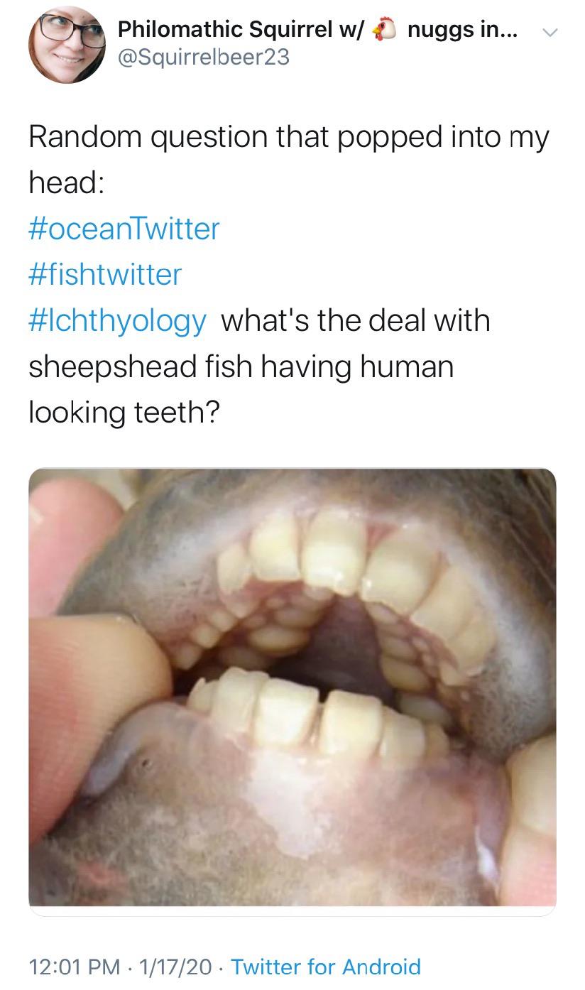 Philomathic Squirrel w nuggs in... v Random question that popped into my head what's the deal with sheepshead fish having human looking teeth? 11720. Twitter for Android