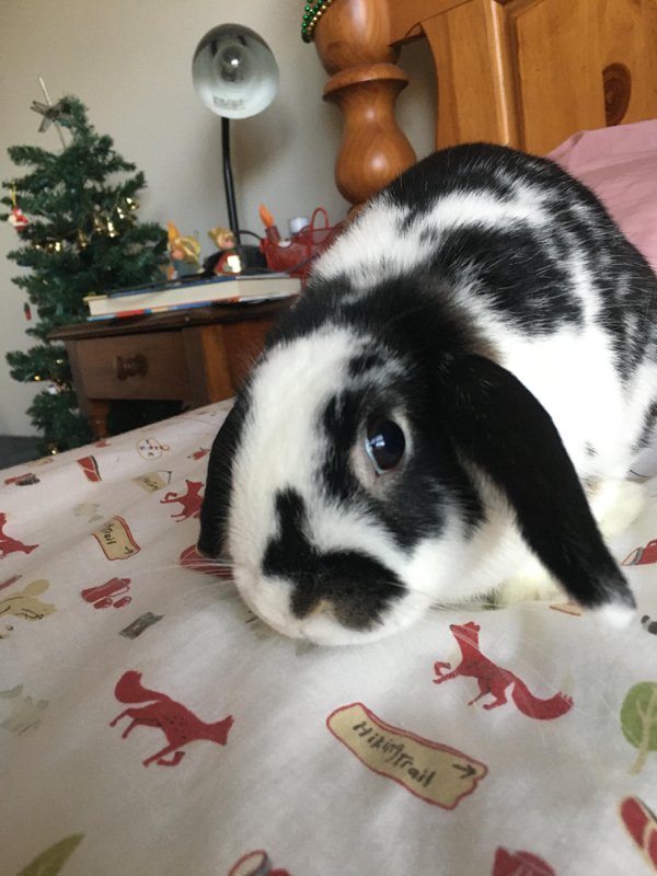 “My girlfriend’s rabbit, Banjo, has a smaller rabbit on his nose.”