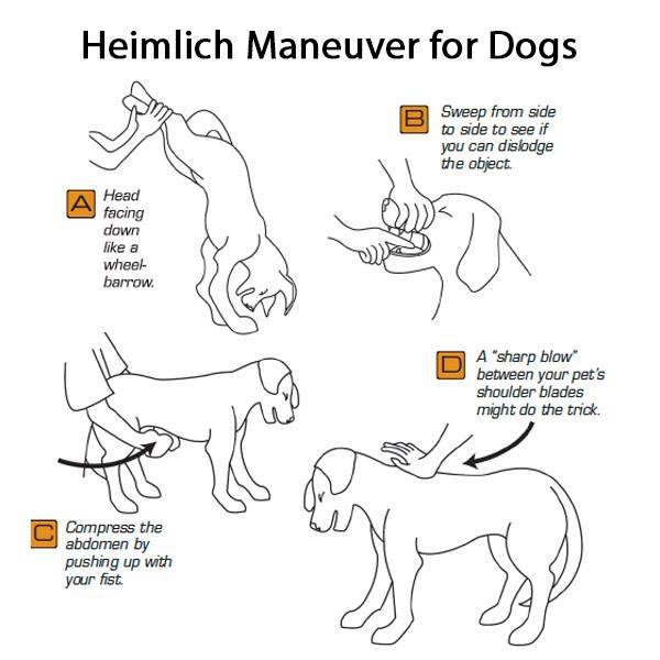 heimlich maneuver on dog - Heimlich Maneuver for Dogs Sweep from side to side to see if you can dislodge the object Head facing down a wheel barrow. A 'sharp blow between your pet's shoulder blades might do the trick 0 Compress the abdomen by pushing up w