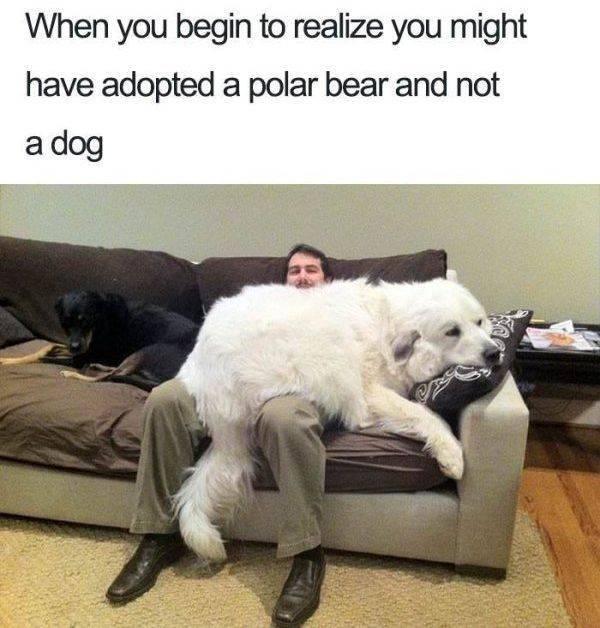 cute dog memes - When you begin to realize you might have adopted a polar bear and not a dog