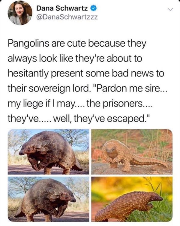 pangolin meme my liege - Dana Schwartz Pangolins are cute because they always look they're about to hesitantly present some bad news to their sovereign lord. "Pardon me sire... my liege if I may.... the prisoners.... they've..... Well, they've escaped."