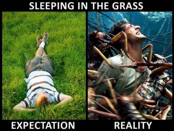 king kong giant bugs - Sleeping In The Grass Expectation Reality