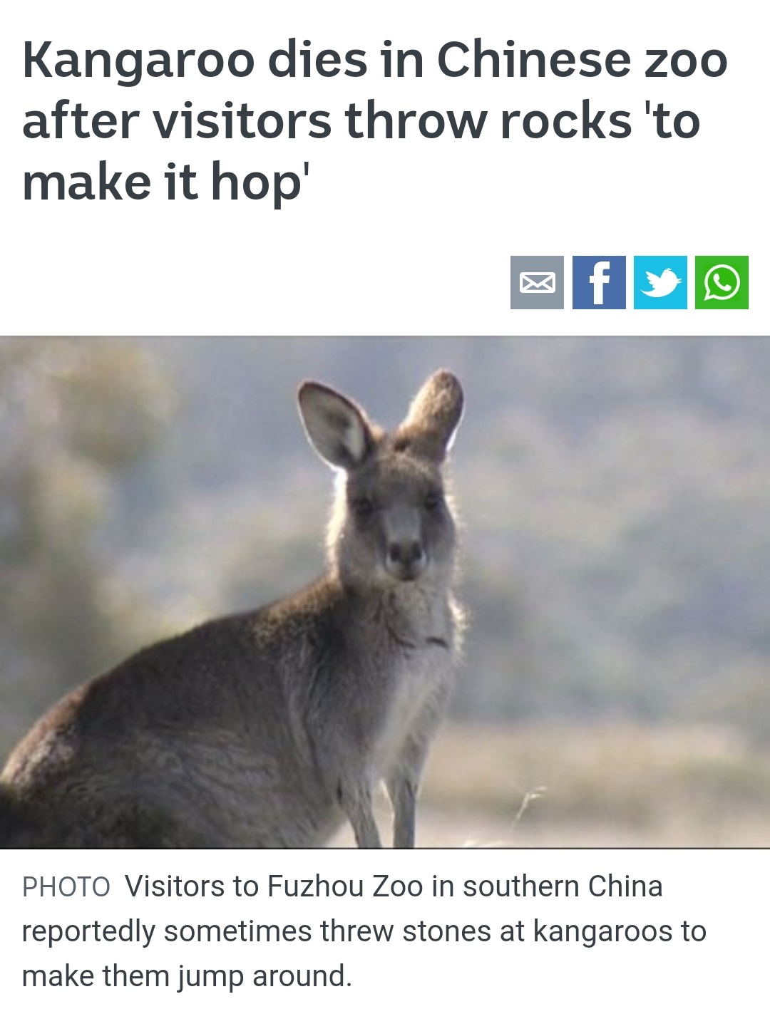 kangaroo - Kangaroo dies in Chinese zoo after visitors throw rocks 'to make it hop' Photo Visitors to Fuzhou Zoo in southern China reportedly sometimes threw stones at kangaroos to make them jump around.