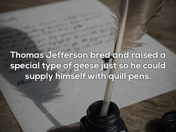 feather writing on paper - Thomas Jefferson bred and raised a special type of geese just so he could supply himself with quill pens.