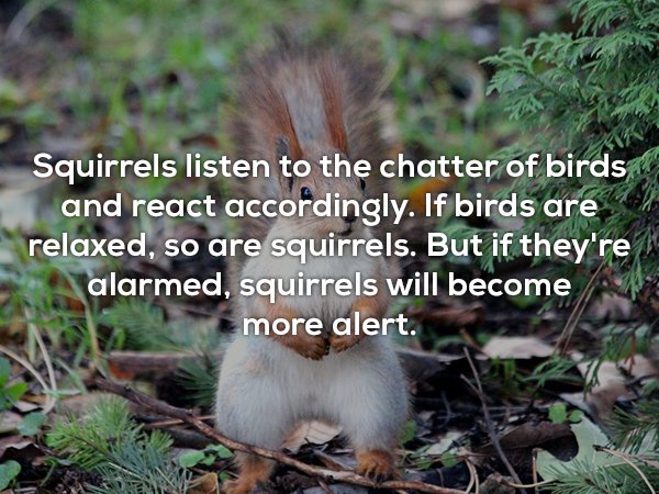 cute animal - Squirrels listen to the chatter of birds and react accordingly. If birds are relaxed, so are squirrels. But if they're alarmed, squirrels will become more alert.