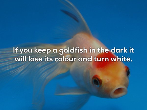goldfish - If you keep a goldfish in the dark it will lose its colour and turn white.
