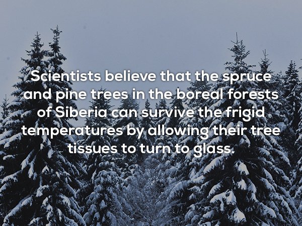 winter - Scientists believe that the spruce and pine trees in the boreal forests w of Siberia can survive the frigid temperatures by allowing their tree tissues to turn to glass.