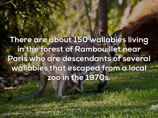 animales marsupiales - There are about 150 wallabies living in the forest of Rambouillet near Paris who are descendants of several wallabies that escaped from a local zoo in the 1970s.