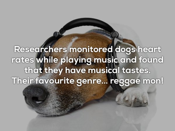 snout - Researchers monitored dogs heart rates while playing music and found that they have musical tastes. Their favourite genre... reggae mon!