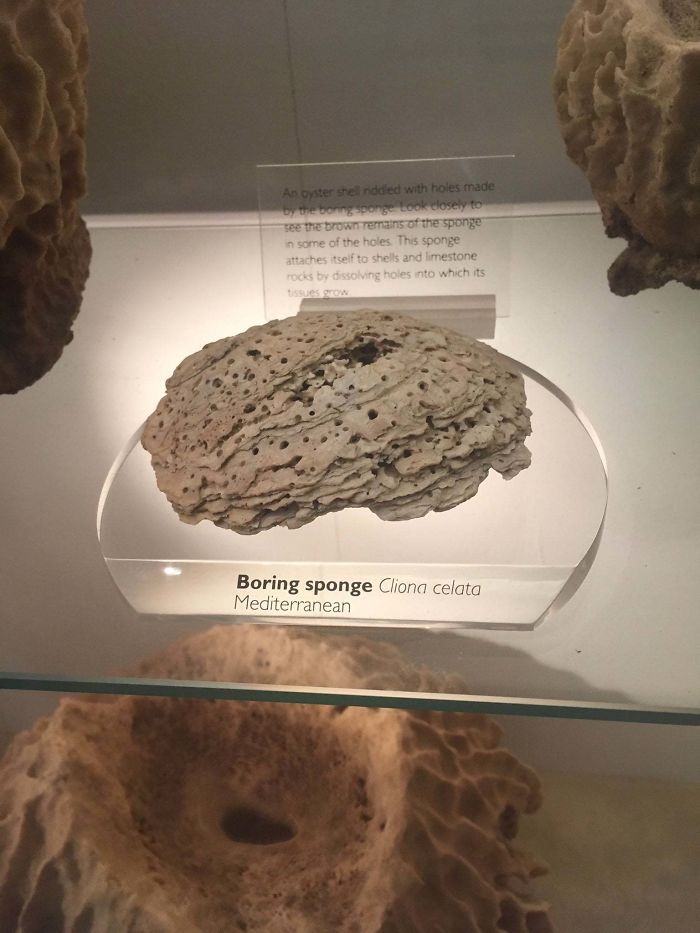 real treasure was the friends we made along the way memes - An oyster shendded with holes made by treng sponge book dosely to see the brown remains of the sponge in some of the holes. This sponge attaches itself to shells and limestone rocs by dissolving 