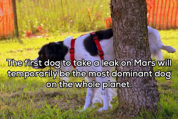 dog peeing - The first dog to take a leak on Mars will temporarily be the most dominant dog Tara on the whole planet.