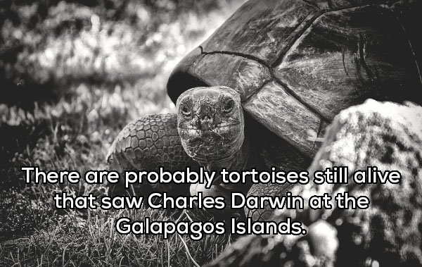 Turtle - There are probably tortoises still alive is that saw Charles Darwin at the Galapagos Islands
